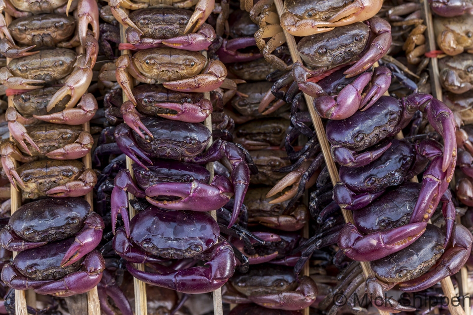 Rice field crabs, Vientiane, Laos