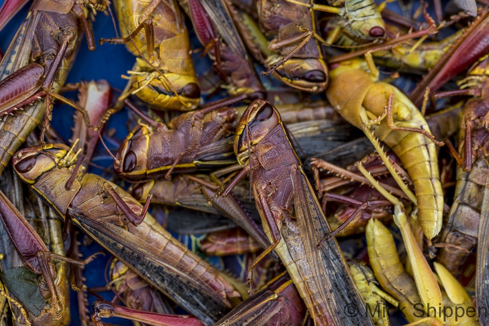 Edible grasshoppers, Vientiane, Laos