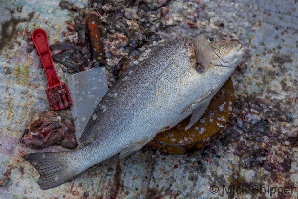 Descaled fish, Cha Am, Thailand