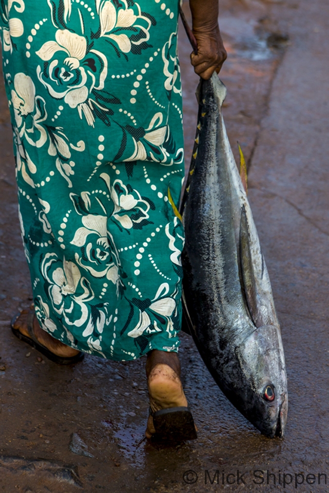 Taking a fresh tuna home, Negombo, Sri Lanka