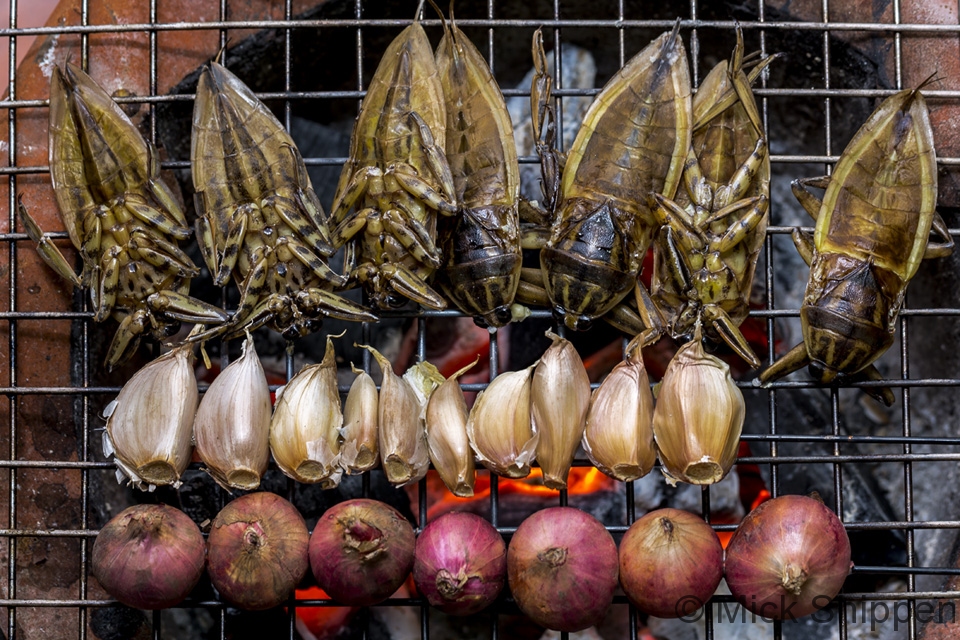 Lao food, maeng da, giant water beetles