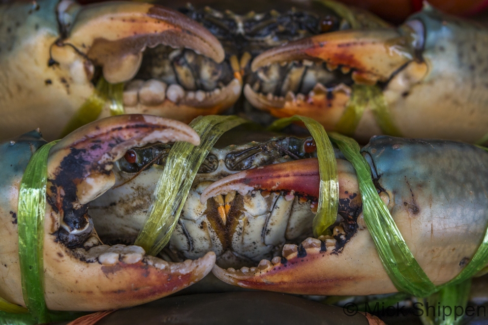 Live crab at a seafood restaurant, Chinatown, Bangkok, Thailand