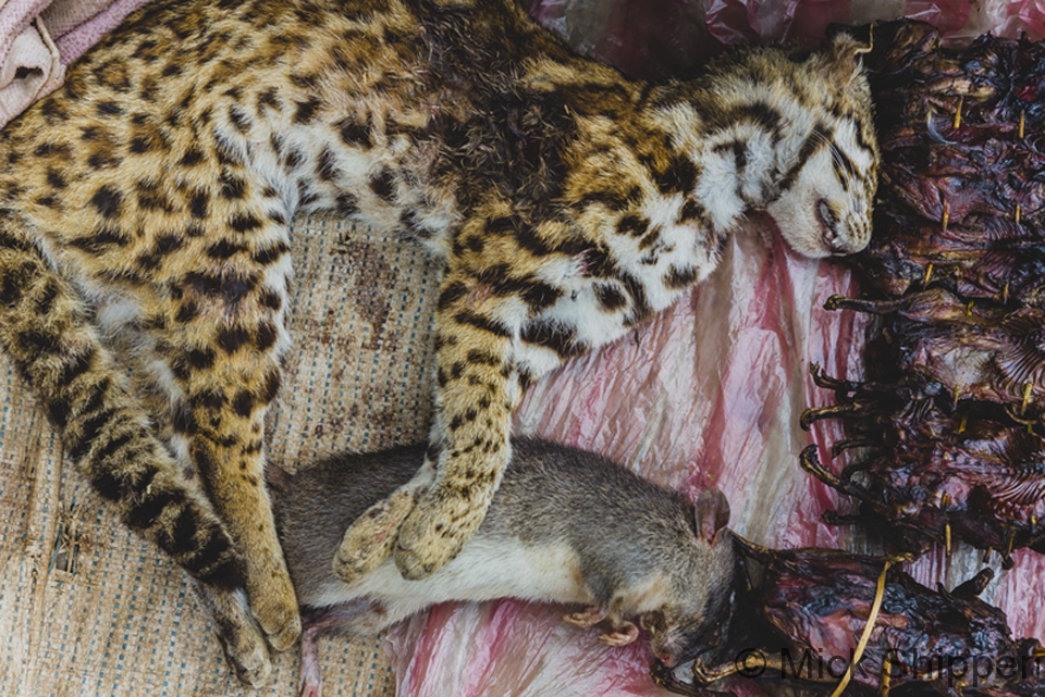 Leopard cat and rats, northern Laos