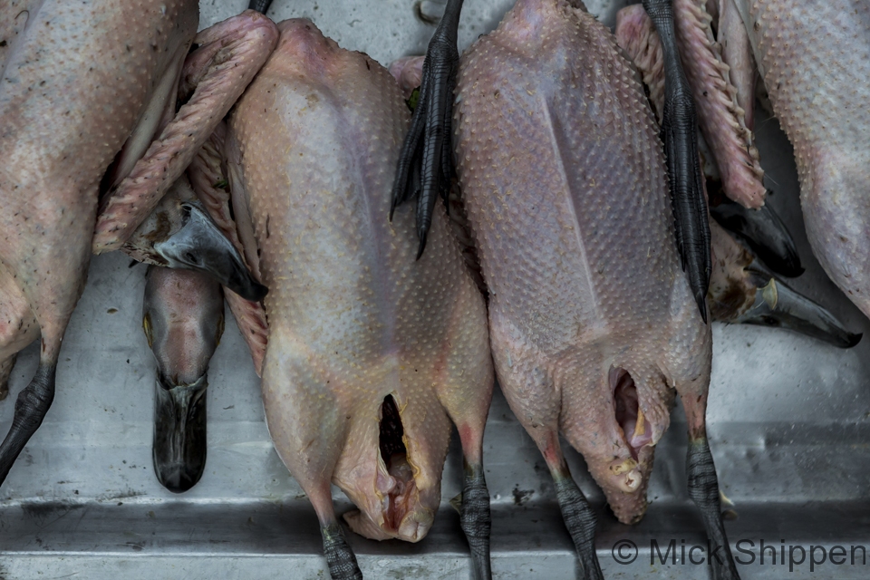 Ducks,  Chiang Rai market, Thailand