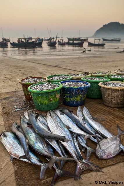 The morning catch laid out on the beach.