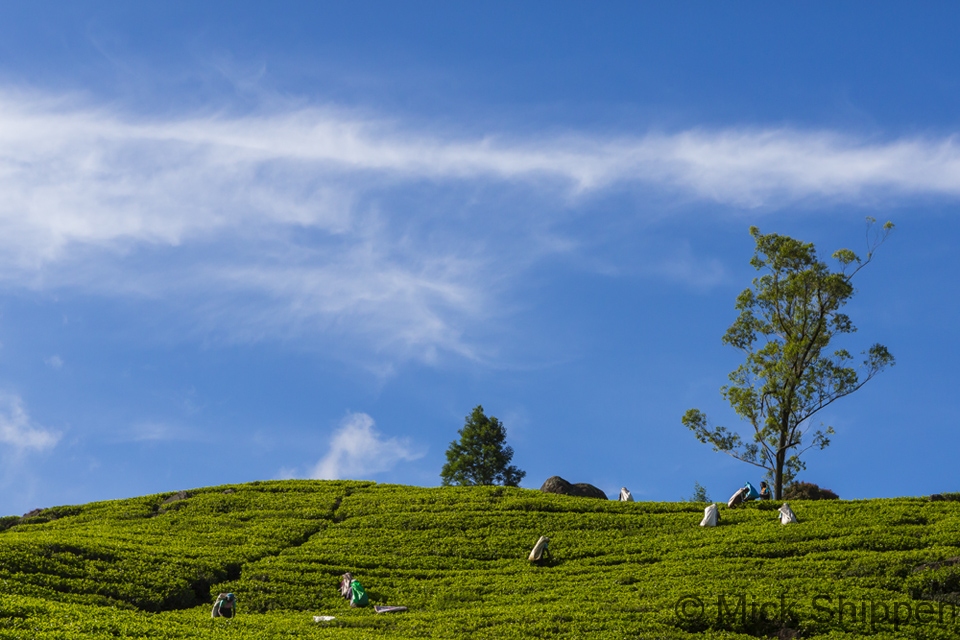 Tea plantation, Sri Lanka.