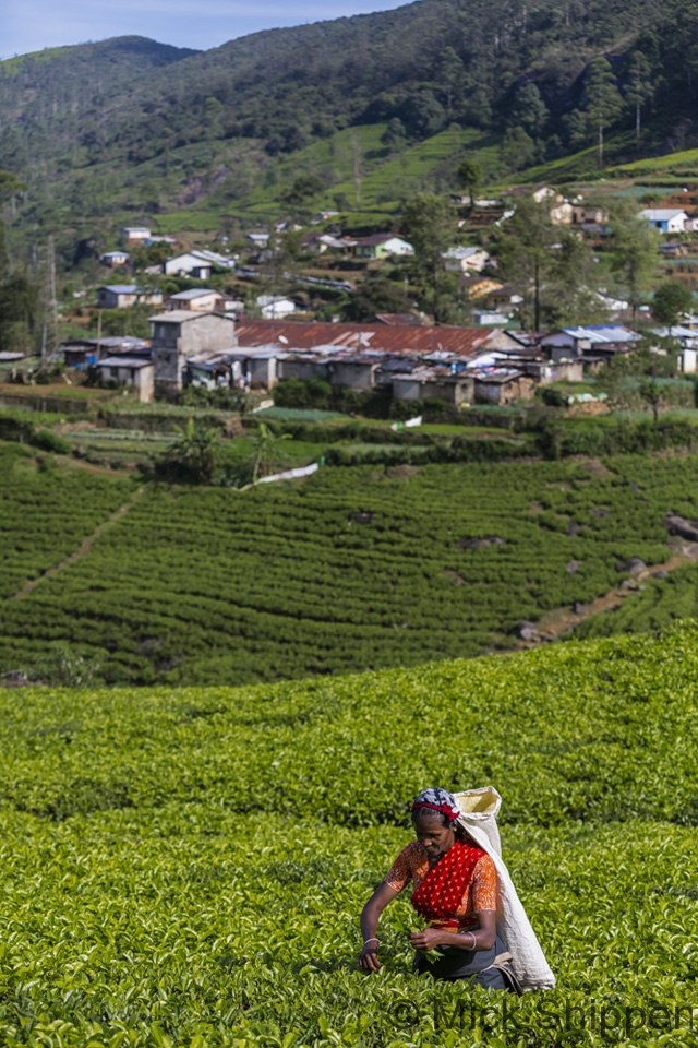 Tea plantation, Sri Lanka.