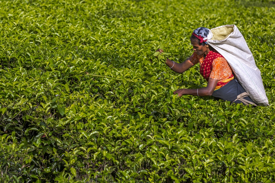 Tea plantation, Sri Lanka.