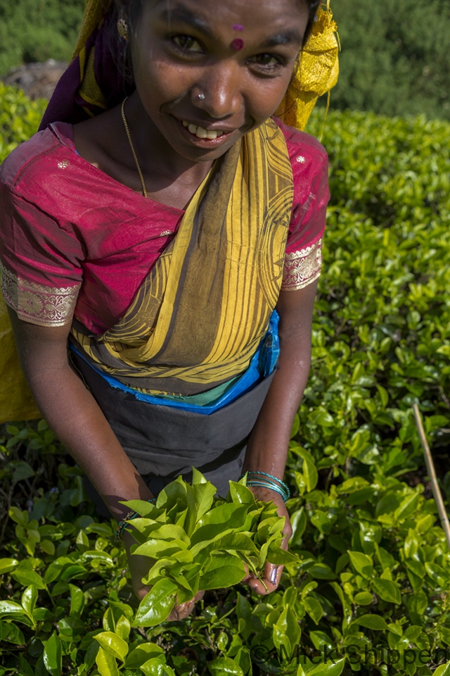 Tea plantation, Sri Lanka.