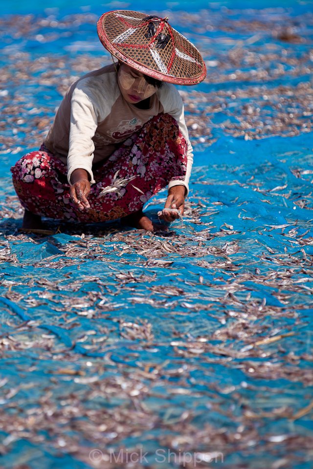 A fisherwoman spreading out fish on the beach to dry.