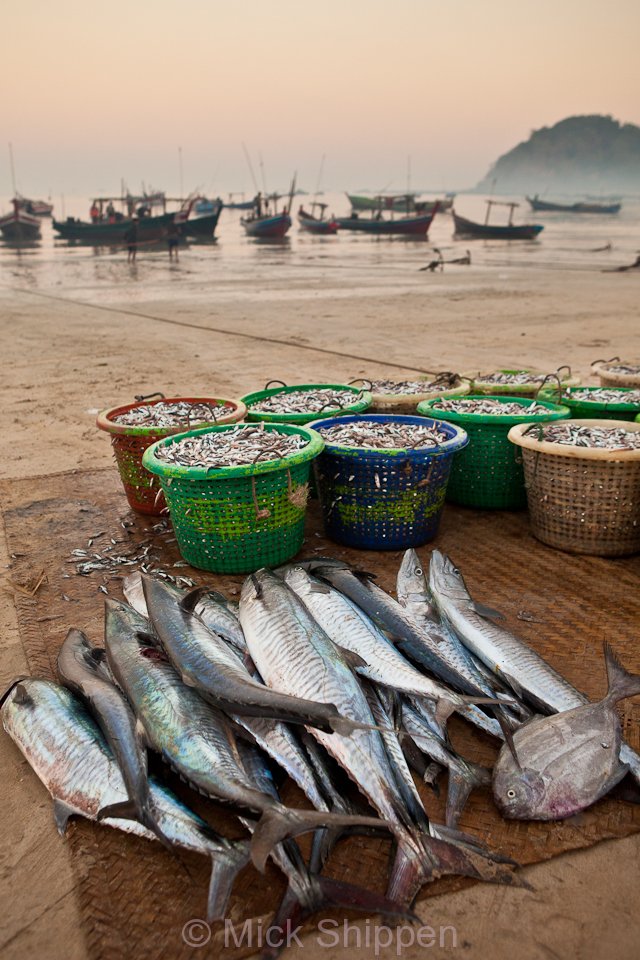 The morning catch laid out on the beach.