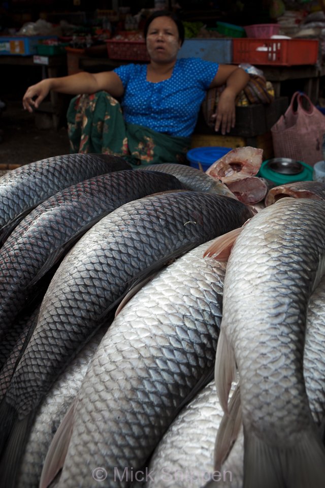 Fish seller in Hledan Market.