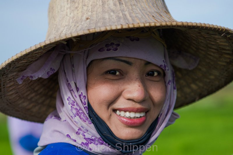 Rice farming in northern Thailand