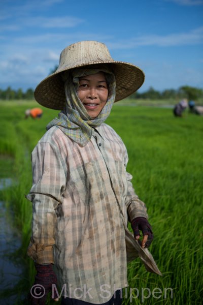 Rice farming in northern Thailand