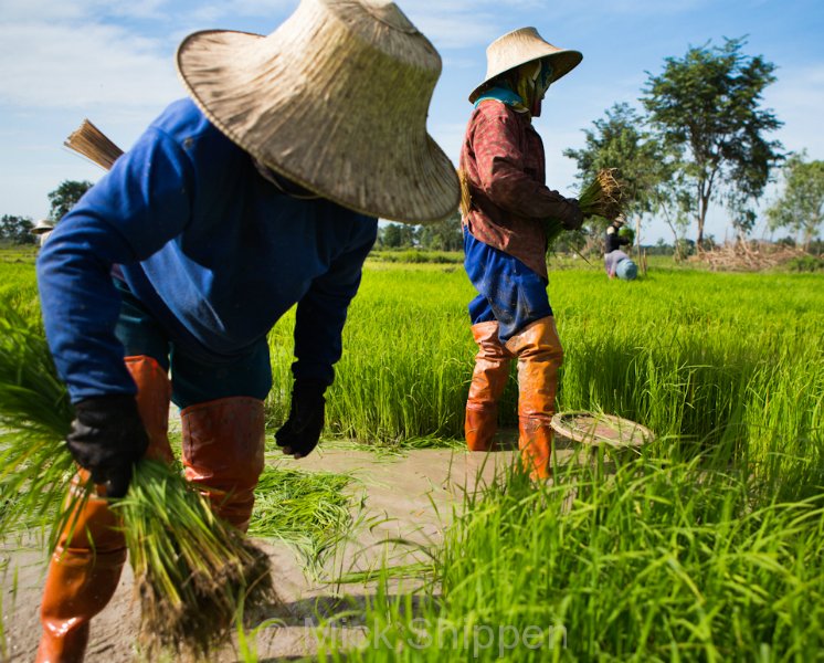 Rice farming in northern Thailand