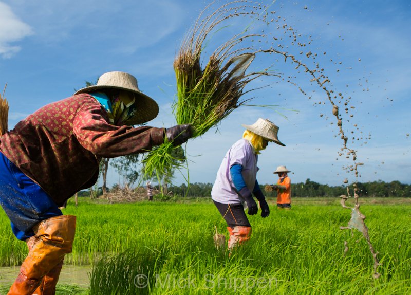 Rice farming in northern Thailand