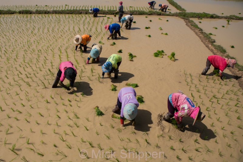 Rice farming in northern Thailand