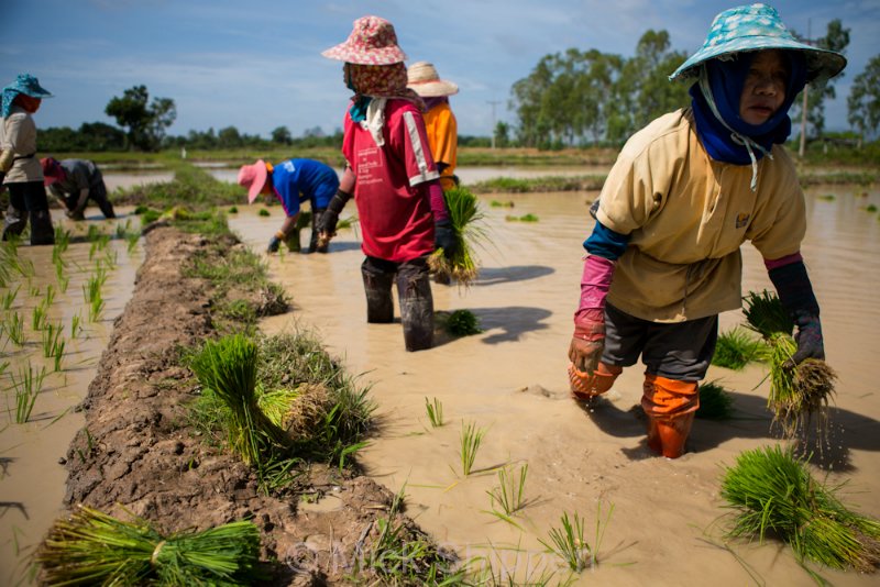 Rice farming in northern Thailand