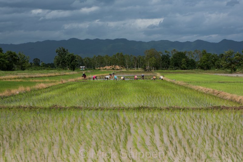 Rice farming in northern Thailand