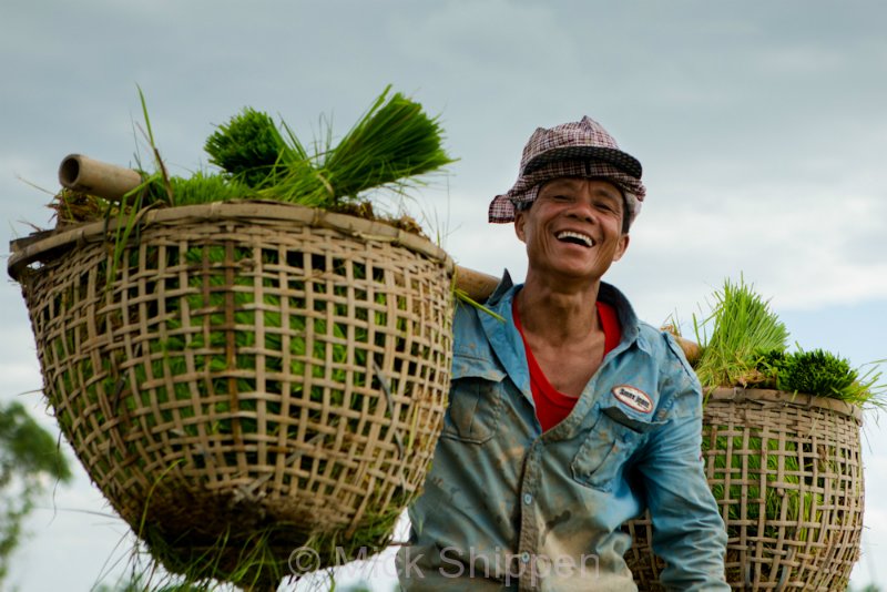 Rice farming in northern Thailand