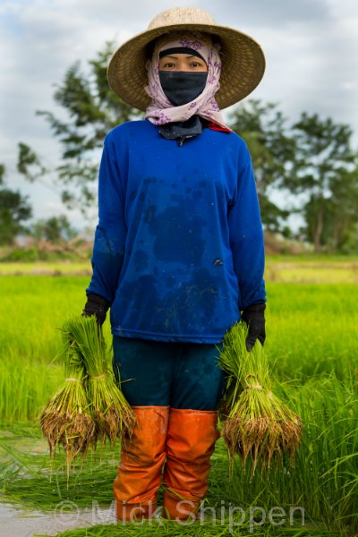 Rice farming in northern Thailand