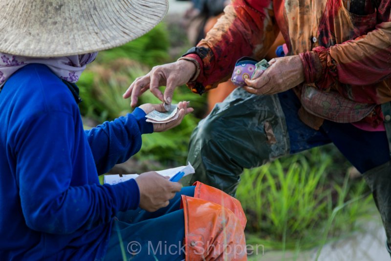 Rice farming in northern Thailand